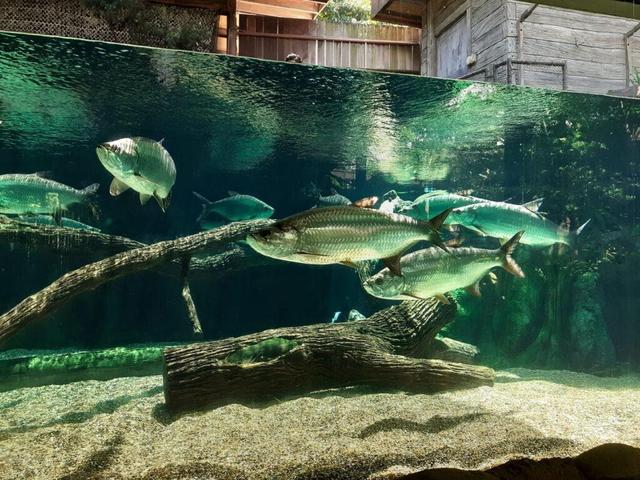 River Wonders (River Safari Ticket)