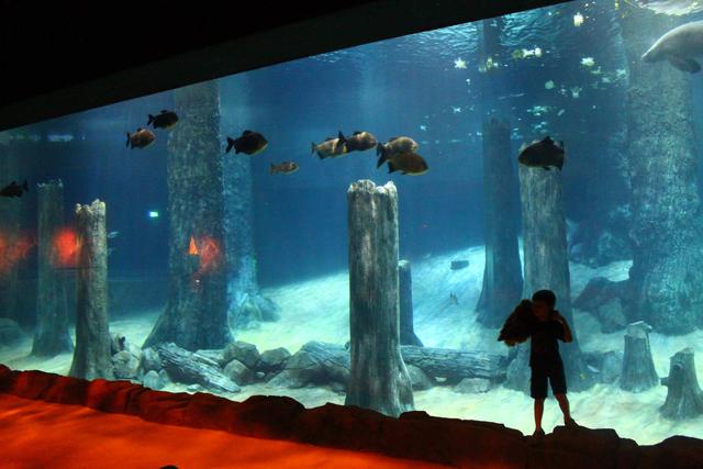 River Wonders (River Safari Ticket)
